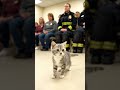 The Cat Walked Past Everyone… Then Chose the Firefighter”🐱🚒 #animalshelter#catadoption