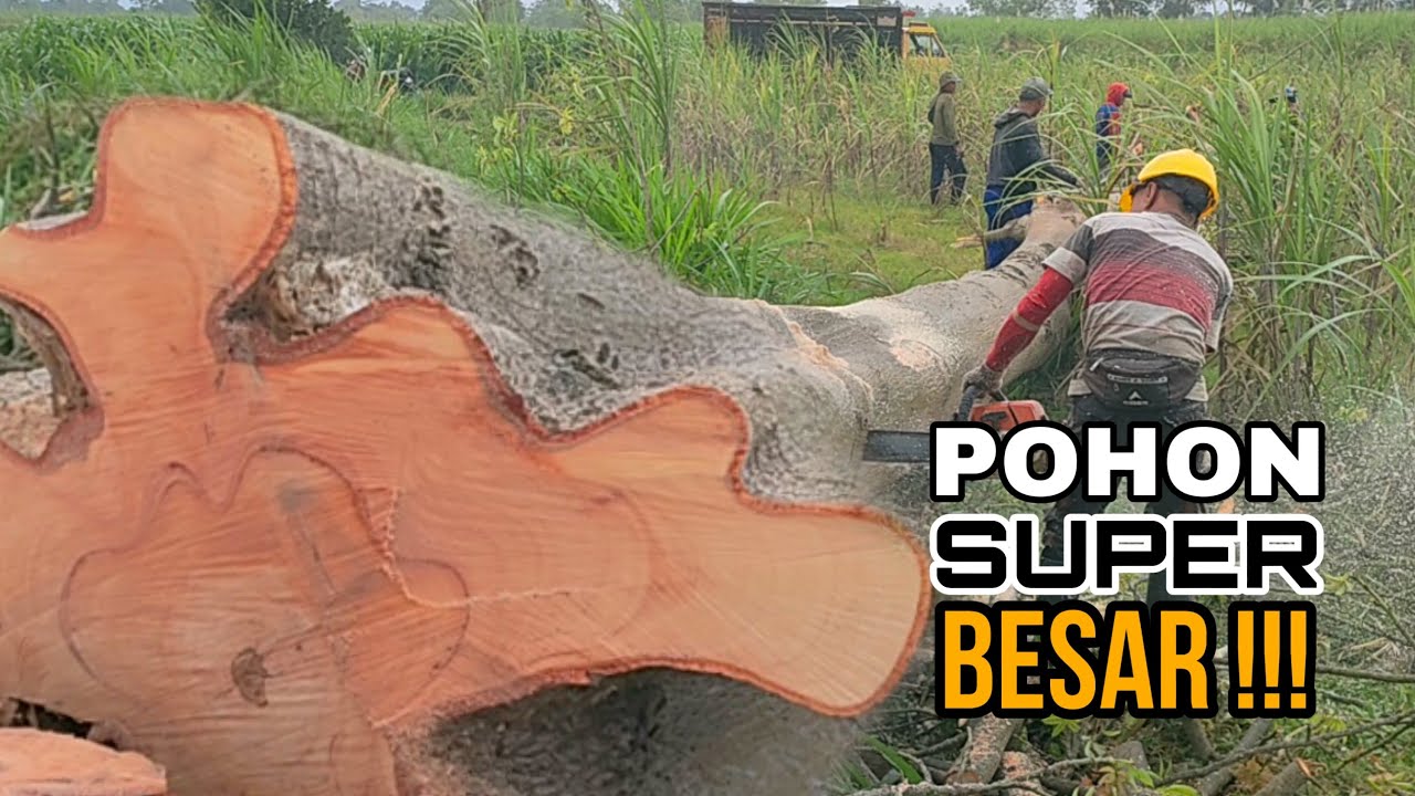 Reckless & Dangerous... Cutting down giant trees with the Stihl ms382 ...