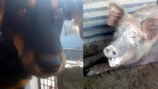 Mountian Dog | Bhote kukur | Nepali pig | pork | Dog and pork short video | Pig and dog Business |