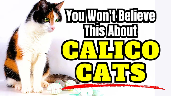Video 10313971: calico maine coon, calico persian, breed maine coon, japanese bobtail, calico cat, cat facts