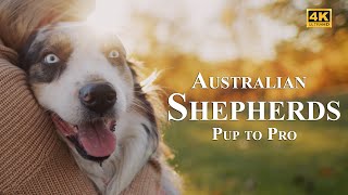 Australian Shepherds from puppy to adult dog by Happy Pets Space 82 views 4 months ago 21 minutes