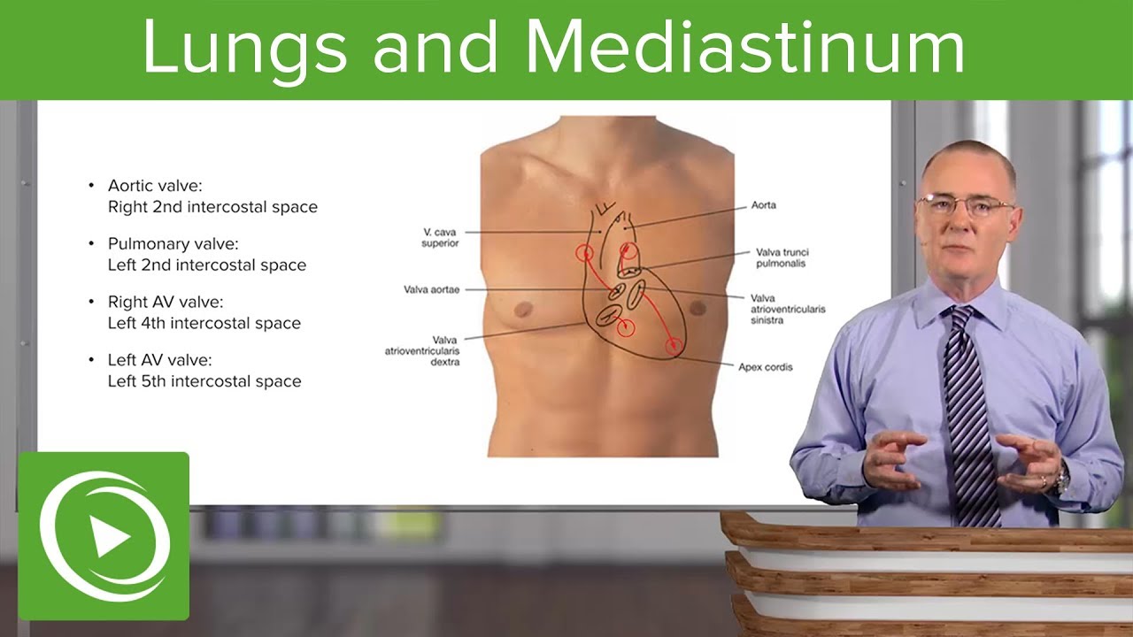 Lungs And Mediastinum Thoracic Viscera Lecturio YouTube Lungs And Mediastinum Thoracic Viscera Lecturio YouTube