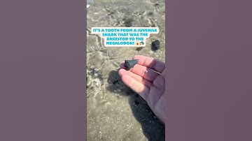 Would you have found this tooth from MEGALODON’s ancestor hiding in the sand?! #fossils