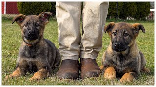 Trained Puppies Working In Sync!