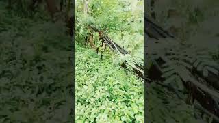 moringa tree benfit#health #rightknowledgeworld#fact#video