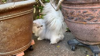 23 04 02 Persian Kittens, Bug and Maisie at Play