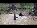 Pitbull vs kangaroo. Dogs attack a kangaroo in water