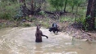 Pitbull vs kangaroo. Dogs attack a kangaroo in water by Hunting Wild hunt TV 630,921 views 7 years ago 50 seconds