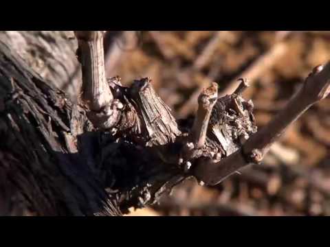 Pellenc Vinion - ვაზის ელექტრო სეკატორი