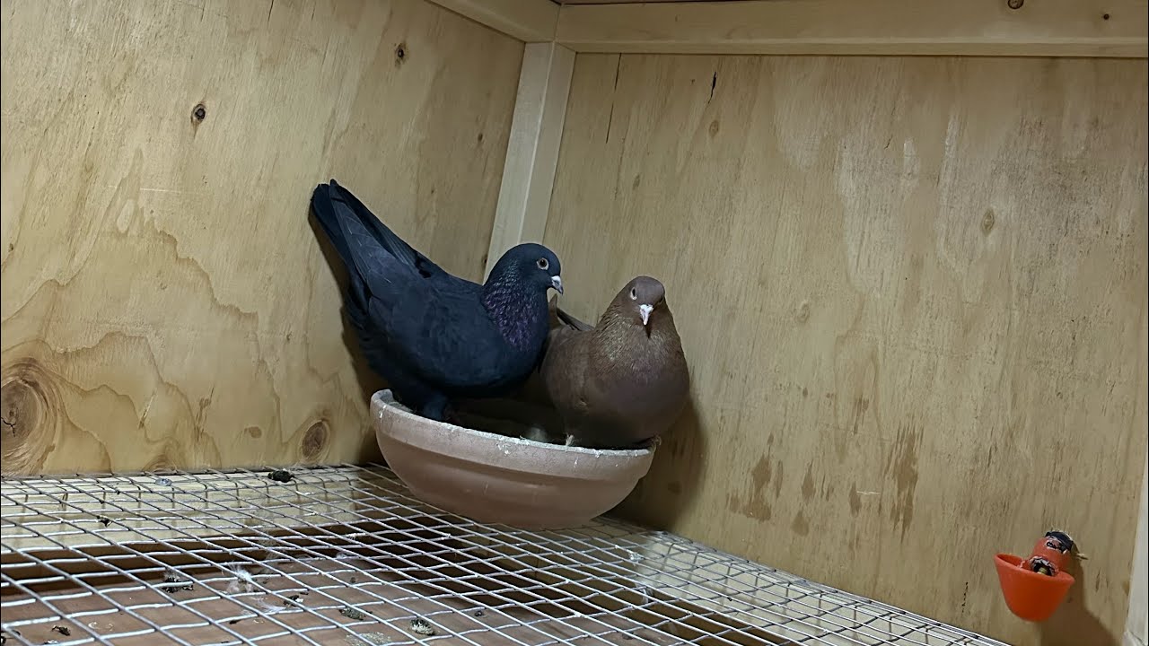 Birmingham Rollers Nighttime Cleaning, Feeding, Watering, Breeding pigeons