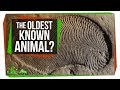 The Oldest Known Animal May Be a Weird, Fleshy Oval | SciShow News