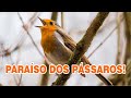 Lindo canto de vrios pssaros na natureza