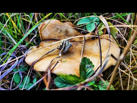 СБОР ГРИБОВ  СИНЕНОЖКИ НА КАЖДОМ ШАГУ! ВЫЗЫВАЛИ ПОДМОГУ!