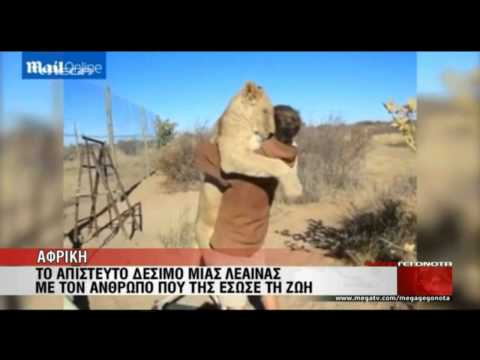 Βίντεο: Τι τρώει η λέαινα;