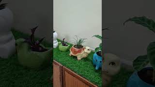 My animals ceramic pots collection #shorts