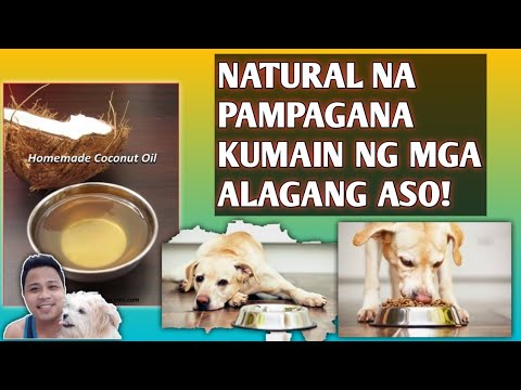 Video: 4 Mga Paraan upang Pagbutihin ang Appetite ng isang Mas Matandang Aso