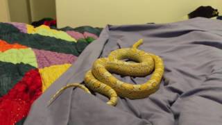 THERE'S A SNAKE ON MY BED!