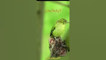 سورة الإخلاص - عبد الباسط عبد الصمد( قُلْ هُوَ اللَّهُ أَحَدٌ * اللَّهُ الصَّمَدُ * لَمْ يَلِدْ