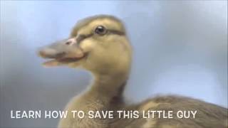 AP Environmental Science Trailer