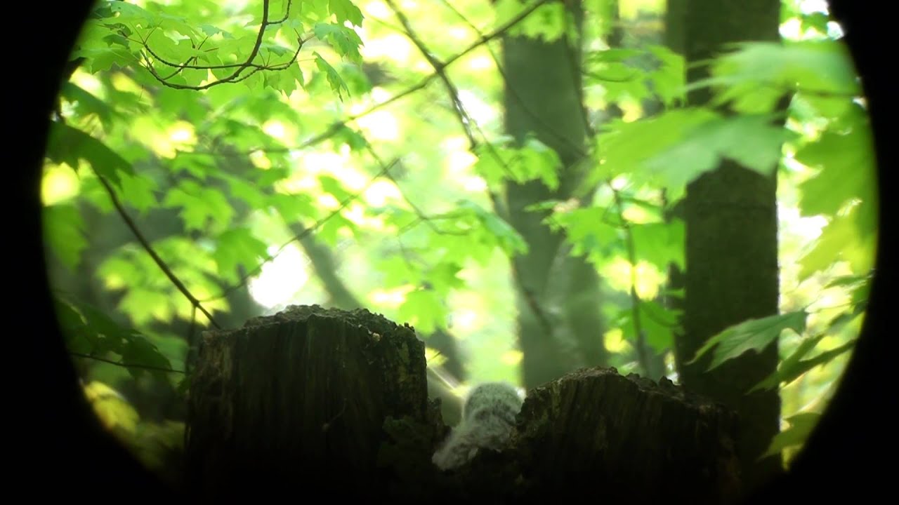 video phone beyonce mp3 Blacklick 16; Barred owls provide for nestlings.