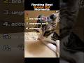 Ranking Best Cat Funny Moments 😹 #shorts #viralshorts #cat #funnyanimals #ranking