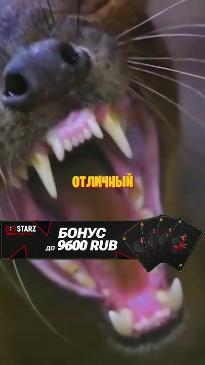 Фосса животное факты - YouTube