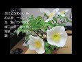 昭和の歌752#流氷子守歌