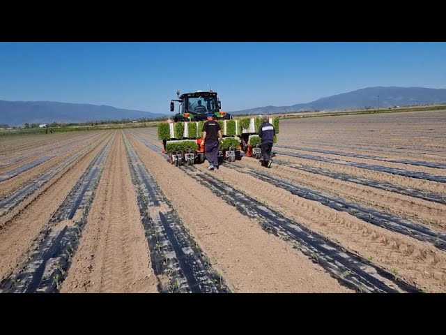 WOLF PRO-6 TPI - The best transplanter for planting tomato through plastic mulch 🍅