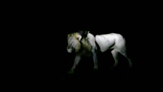 Epic Lions Roar Like Dragons South Africa Loud Echo Hq