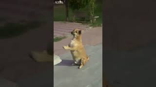 Respect Animals: as they also have Spiritual Heart