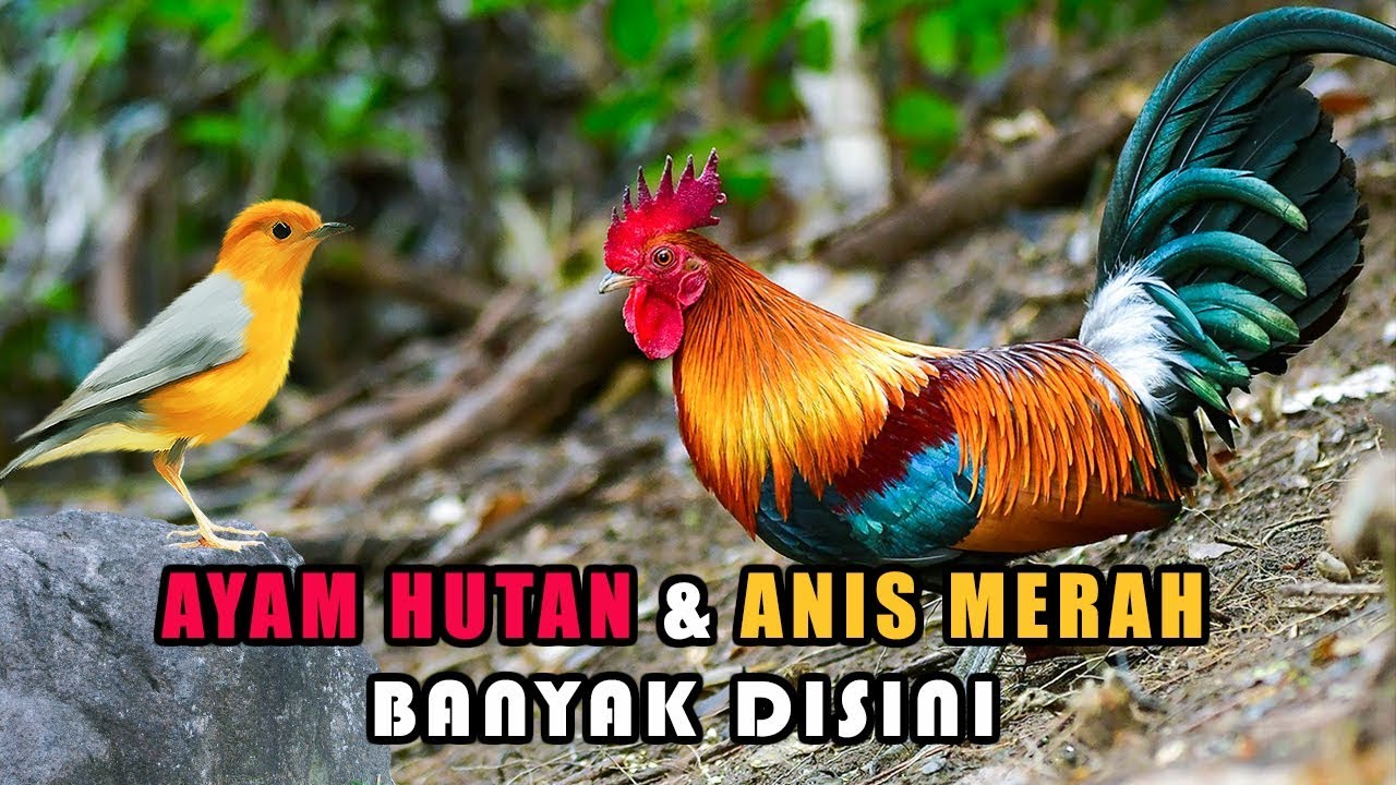 AYAM HUTAN ANIS MERAH Banyak Disini suara burung di AYAM HUTAN ANIS MERAH Banyak Disini suara burung di