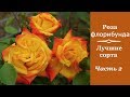 ❀ Роза флорибунда: лучшие сорта. Часть 2