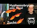 ZUCHT SELTENER SALMER - Der super schöne Hyphessobrycon spez. "muzel red cherry".