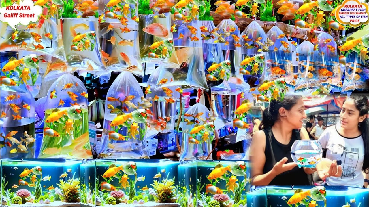 GALIFF STREET FISH MARKET! RECENT FISH PRICE GALIFF STREET MARKET