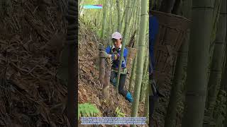 Bamboo Shoot in the Grove: How a Forager Harvests Fresh Spring Shoots from the Forest Floor