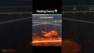 MEGA Live 2 Showcasing Mother Nature's Food Chain 👀 #Humminbird
