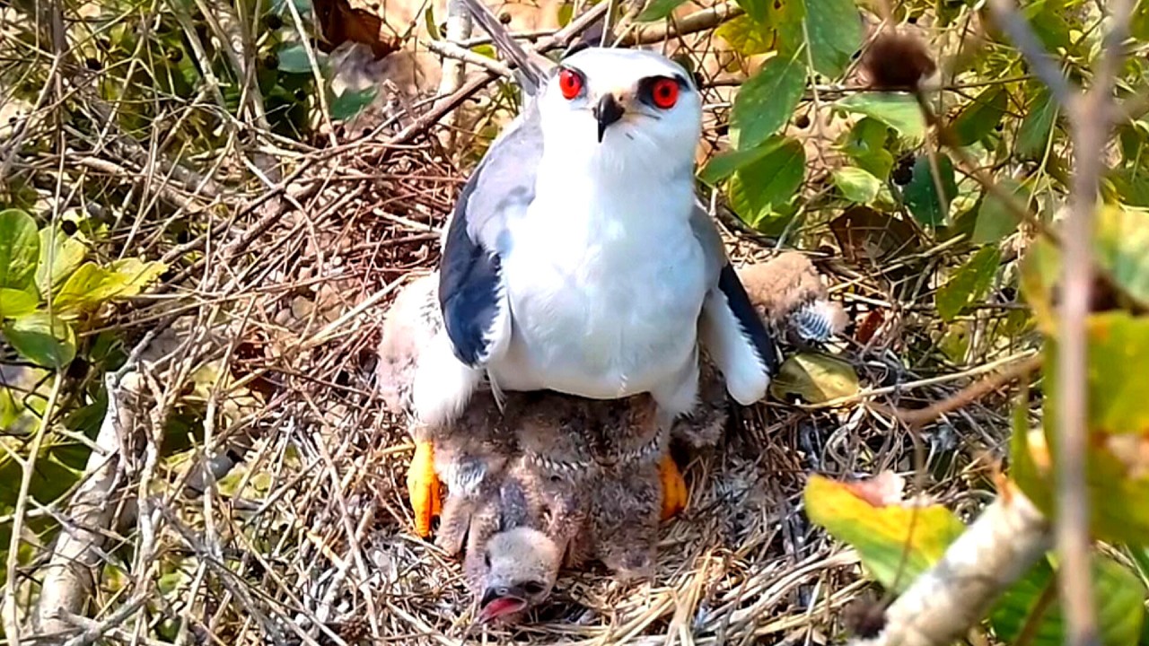 Black winged kite birds are amazing birds that use their power to find food, raise their young, and