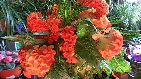 комнатные растения - целозия