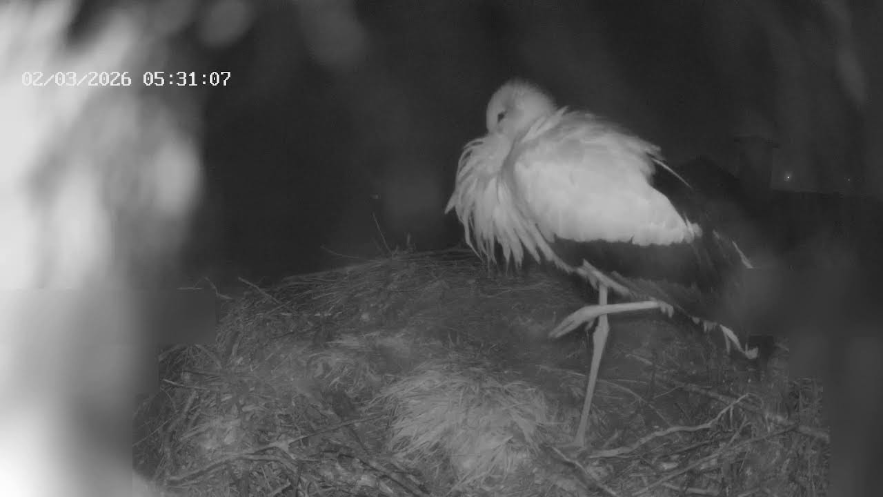 Glattfelder Storchencam