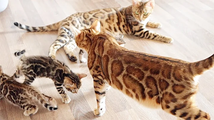 Video 11735061: bengal cat kitten, bengal cattery, kitten exploring, kitten first