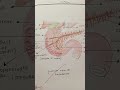duodenum ✨