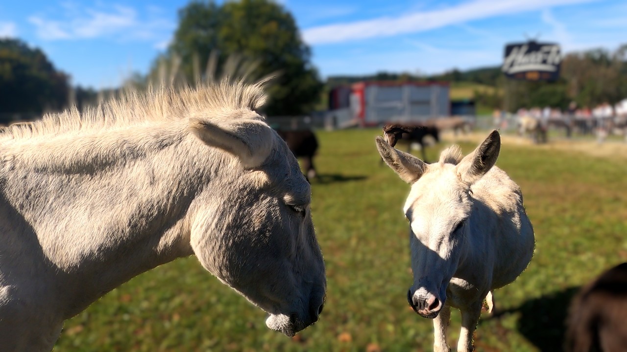 Bauernhausmuseum - Wolfegg Eseltreffen am 21. 9. 2025