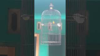 sogon materi lovebird #shorts #sogon #sogokontong