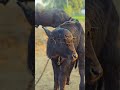 jhota buggi ki race #viral #video#shortsvideo#baffalo
