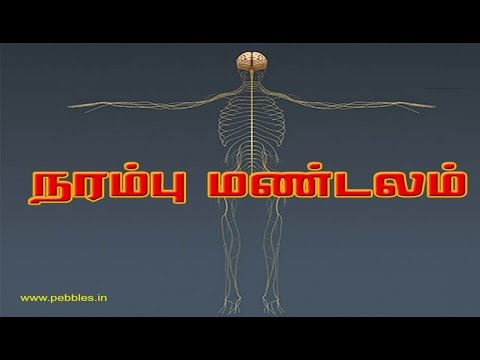 நரம்பு மண்டலம் - nerve - Human Body System and Function