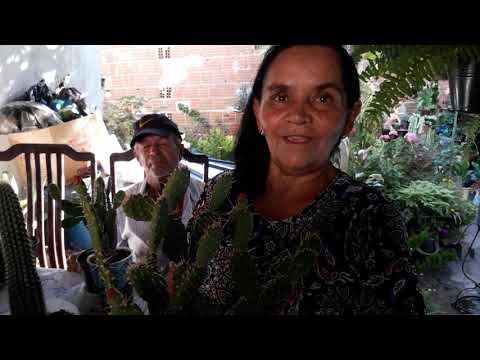 Cacto xique-xique e mini Palmas