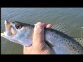 SPOTTED SEA TROUT Fishing!
