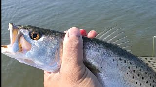 SPOTTED SEA TROUT Fishing!