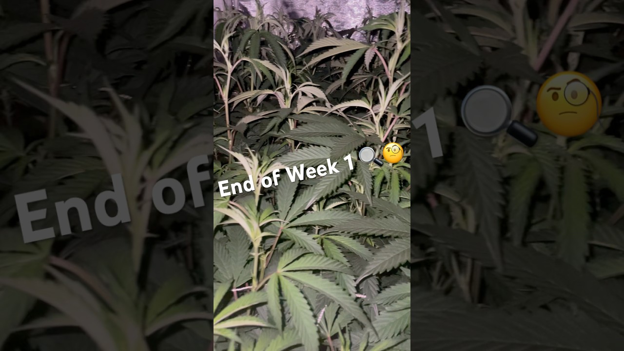 Stretch Phase 📈 Week 1 of Flower Complete 🍋🍋‍🟩