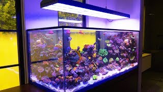 This Beverly Hills Aquarium is Completely Custom: Reef 301